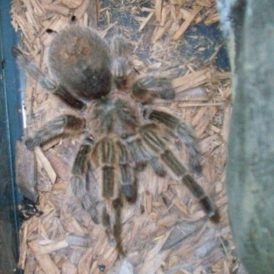 I Don’t Like Spiders and Snakes Image